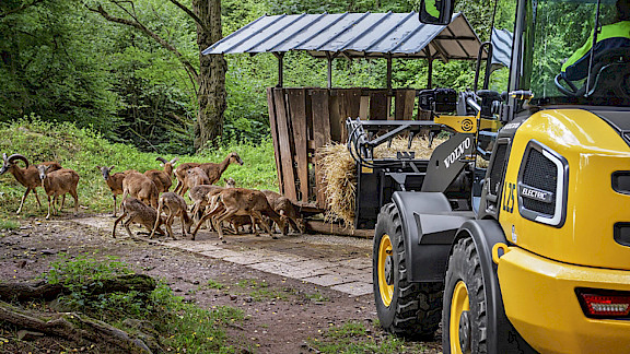 Volvo L25 electric in der Natur